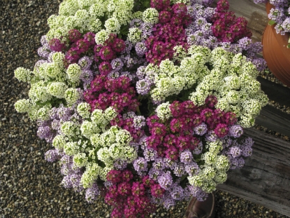 Picture of Alyssum - Wonderland Cotton Mixed